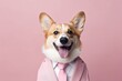 © VERTEX SPACE - animal pet dog concept Anthromophic friendly Cardigan Welsh corgi dog wearing suite formal business suit pretending to work in coporate workplace studio shot on plain color wall