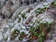 Plants frozen in ice, winter atmosphere, close-up of frozen grass, plants by frozen waterfall, winter and ice
