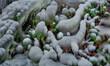 Plants frozen in ice, winter atmosphere, close-up of frozen grass, plants by frozen waterfall, winter and ice