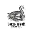 © Bockthier - duck swimming in pond, engraved style hand-drawn logo design illustration, duck logo hand drawn