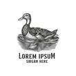 © Bockthier - duck swimming in pond, engraved style hand-drawn logo design illustration, duck logo hand drawn
