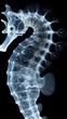 A close up of a sea horse on a black background. Monochromatic x-ray image on dark background