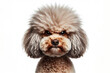 Angry disgruntled Poodle dog Isolated on white background. ai generative
