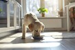 dog eating at home, modern bright kitchen, labrador puppy enjoying breakfast in sunlit kitchen, pet food marketing and veterinary health campaigns