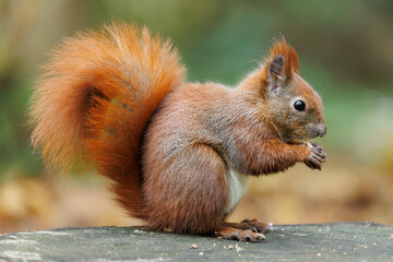 Wall Mural - cute young red squirrel in a natural park in warm morning light. very cute animal, interesting about