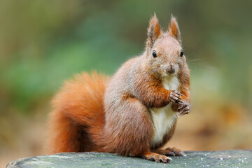 Wall Mural - cute young red squirrel in a natural park in warm morning light. very cute animal, interesting about
