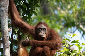 orangutan in borneo, tanjung puting national park