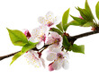 Kirschblüten Zweig isoliert auf weißen Hintergrund, Freisteller 