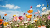 Fototapeta Nowy Jork - Beautiful cosmos flowers in the meadow over blue sky background