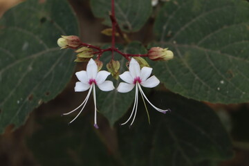 Unknown Wildflower white color has good smell HD Photography