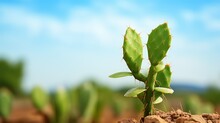 Green Cactus Growing In Soil With Blue Sky And Cloud Background