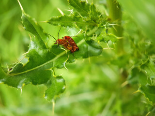 Poster - soldier beetle on a leaf