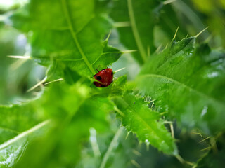 Wall Mural - ladybird on a leaf