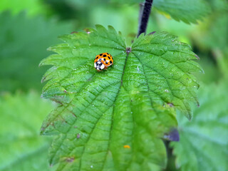 Wall Mural - ladybird on leaf