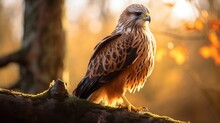 The Scene Is Blurry With A Red Kite Standing On A Tree Branch And Selectively Focused On It.