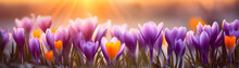 Spring Beautiful Crocus Flowers On Blurred Nature Background Banner For Woman Day Holiday Card