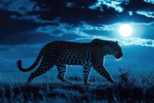Prowling Leopard Under A Moonlit Savanna Sky