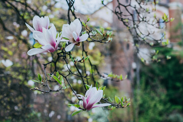 Amazing Magnolia flowers in a spring garden. Springtime background.