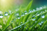 Fototapeta Dziecięca - Hyper macro grass. Green nature background. Water dew.