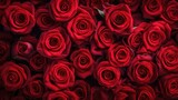 Fototapeta Kwiaty - red roses close-up. valentines day background. copy space