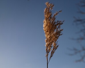 reed against blue sky