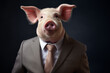 Portrait of a pig in a business suit on a dark background. Anthropomorphic animals concept.
