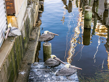 Four Gray Pelicans Resting At A Pier With The Wavy Reflection Of A Mast.
