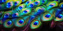 Abstract Peacock Feather Background Portrait Of Beautiful Peacock With Feathers Out.
