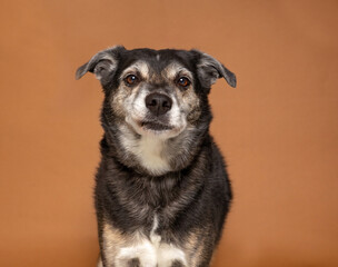 Sticker - studio shot of a cute dog on an isolated background