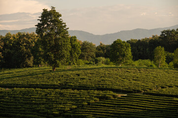 Wall Mural - Beautiful view of tea plantation field in Chiang Rai province of Thailand.