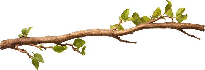 Wall Mural - Tree branch isolated on transparent background. PNG