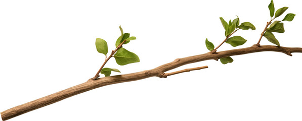 Wall Mural - Tree branch isolated on transparent background. PNG