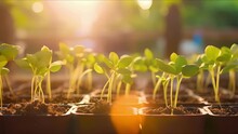 Closeup of a row of freshly sprouted seedlings reaching towards the sun in an urban rooftop garden.