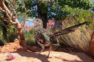 Wall Mural - A roadrunner stands near a prickly pear cactus fruit with a cottonwood tree and red sandstone cliffs in the background on a sunny day in Southern Utah, USA.