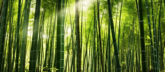  Bamboo tree with sunlight.