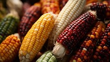 A Colorful Variety Of Heirloom Corn Cobs, Horizontal Background Wallpaper