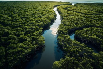 Sticker - Aerial view of a river flowing through a dense green forest