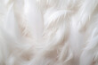 
Closeup, white and feathers background, feather and bird plumage for creative banner, texture or detail space for angel