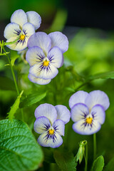 Sticker - viola flowers in the garden