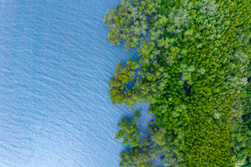 Wall Mural - Top view mangrove forest trees with beautiful sea surface and small waves,Ecosystem and healthy environment concept and nature background.