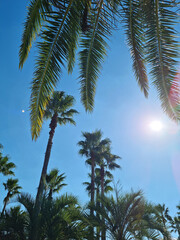 Canvas Print - This is a low view of palm trees.