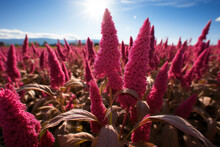 A Carpet Of Amaranth Plants, Their Vibrant Colors Creating A Visually Striking Scene In The Heart Of An Agricultural Field. Concept Of Ancient Grains. Generative Ai.