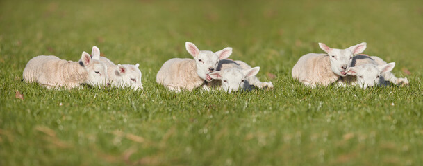 Composite of young white lambs in grass of meadow