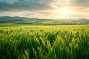 Wall Mural - panoramic spring landscape of green wheat fields