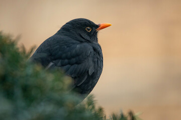 Amsel