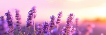 Aromatherapy Sale Banner Featuring Soft-Focused Flowers And The Benefits Of Harvesting And Using This Frag