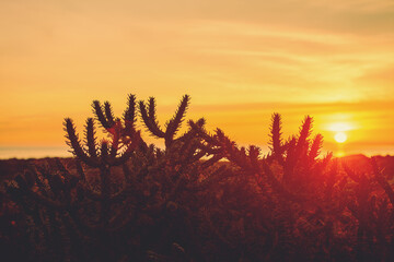 Wall Mural - Silhouette of Succulent plants against a gradient sunset sky