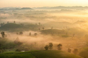 Sticker - Sunrise on Long Coc tea hill, Phu Tho province, Vietnam.