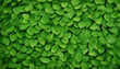 beautiful close-up photo of green leaves. desktop background web design for ads and copy space print