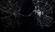 Spider Web On Black Background